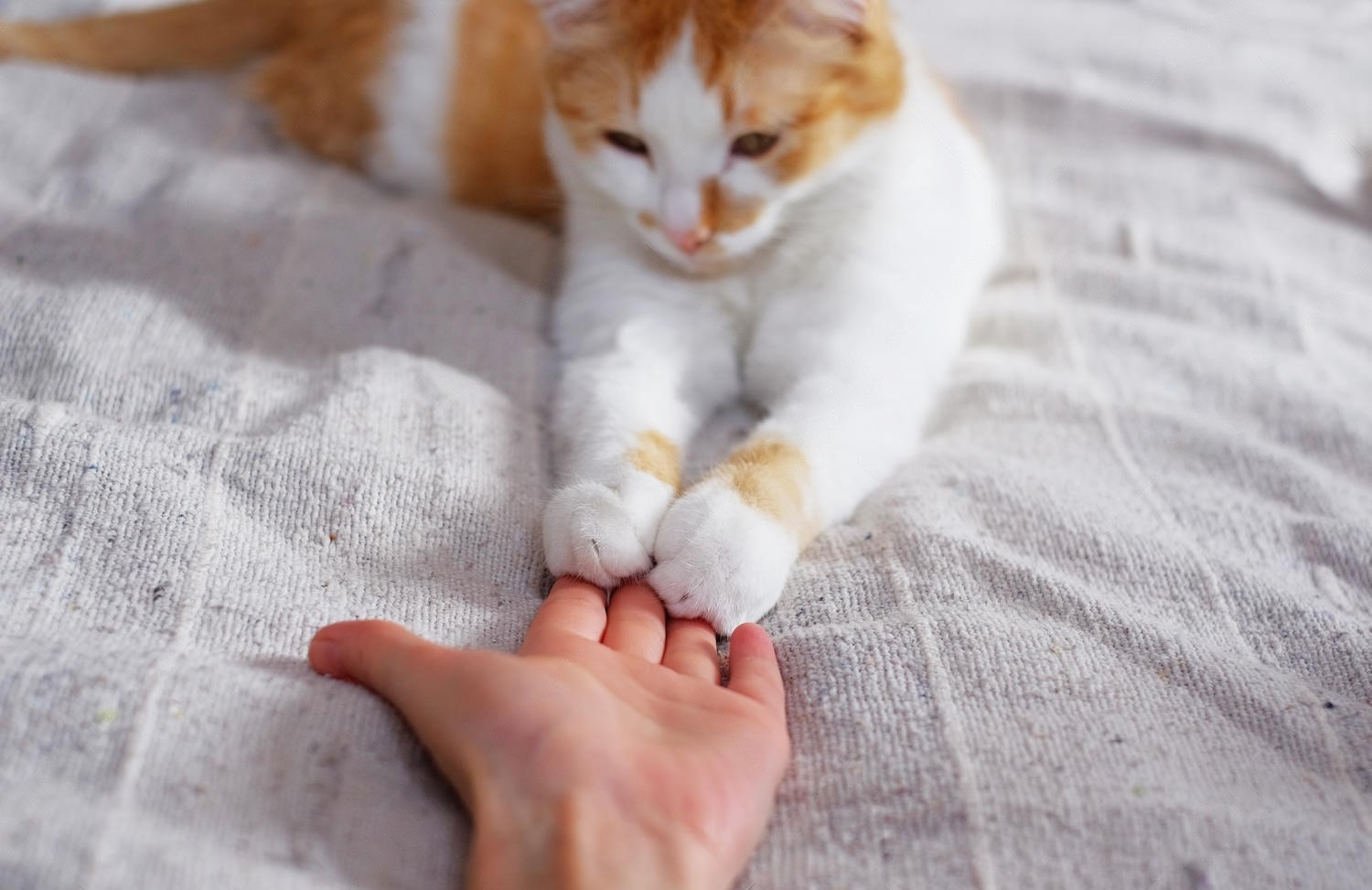 Why Cats Reach Their Paw Out To You Posts