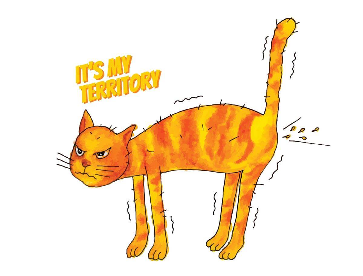 pets cats 